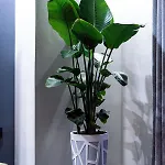 Nostos 아파트 하니아